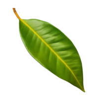 AI generated Mango leaf clip art png