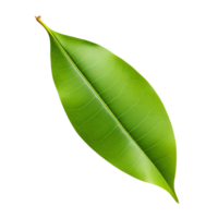 AI generated Mango leaf clip art png