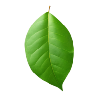 AI generated Mango leaf clip art png