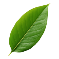 AI generated Mango leaf clip art png