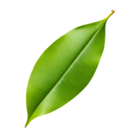 AI generated Mango leaf clip art png