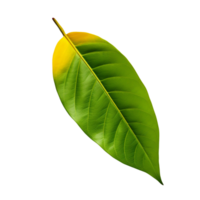 AI generated Mango leaf clip art png