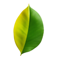 AI generated Mango leaf clip art png