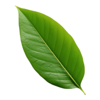 AI generated Mango leaf clip art png