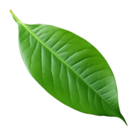 AI generated Mango leaf clip art png