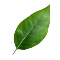 AI generated Mango leaf clip art png