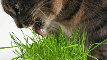 Tabby cat eats green oat grass sprouts on white background video