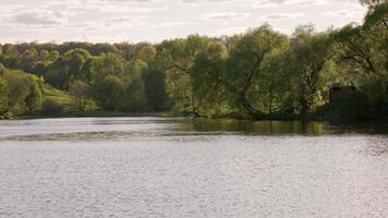 summer lake with trees on the banks and ducks floating video