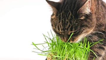 Tabby cat eats green oat grass sprouts on white background video