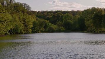 summer lake with trees on the banks and ducks floating video