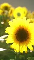 un' mozzafiato campo di vivace girasoli allungamento in direzione il blu cielo video