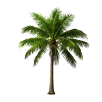 AI generated Green palm tree clip art png