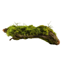 AI generated Green moss on rotten bark tree clip art png