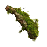 AI generated Green moss on rotten bark tree clip art png