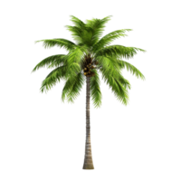 AI generated Green palm tree clip art png