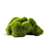 AI generated Green moss with grass clip art png