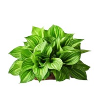 AI generated Green leaves hosta plant bush clip art png