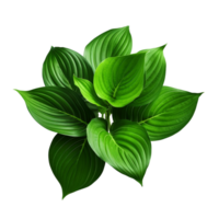 AI generated Green leaves hosta plant bush clip art png