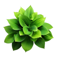 AI generated Green leaves hosta plant bush clip art png