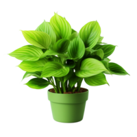 AI generated Green leaves hosta plant bush clip art png