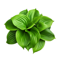 AI generated Green leaves hosta plant bush clip art png