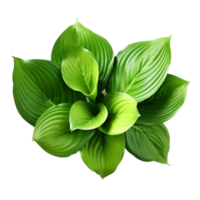 AI generated Green leaves hosta plant bush clip art png