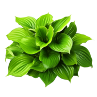 AI generated Green leaves hosta plant bush clip art png