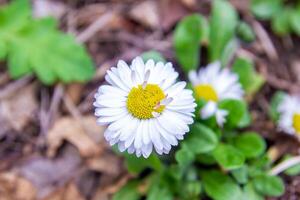 flowers in spring photo