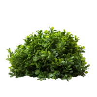 AI generated Green bush clip art png