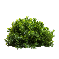 AI generated Green bush clip art png