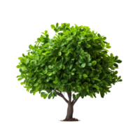 AI generated Green bush clip art png