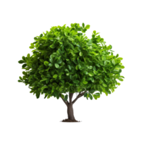 AI generated Green bush clip art png