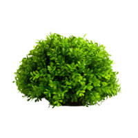 AI generated Green bush clip art png