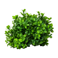 AI generated Green bush clip art png