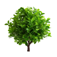 AI generated Green bush clip art png