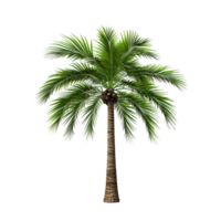 AI generated Green palm tree clip art png