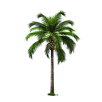 AI generated Green palm tree clip art png