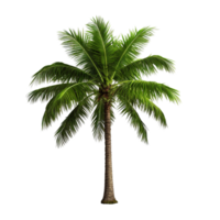 AI generated Green palm tree clip art png