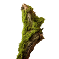 AI generated Green moss on rotten bark tree clip art png