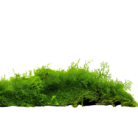 AI generated Green moss with grass clip art png