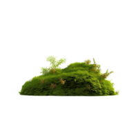 AI generated Green moss with grass clip art png