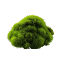 AI generated Green moss with grass clip art png