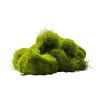 AI generated Green moss with grass clip art png