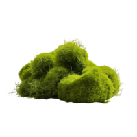 AI generated Green moss with grass clip art png