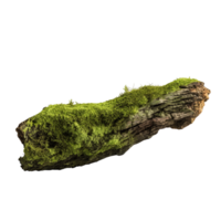 AI generated Green moss on rotten bark tree clip art png