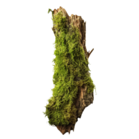 AI generated Green moss on rotten bark tree clip art png