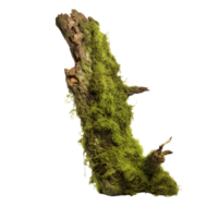 AI generated Green moss on rotten bark tree clip art png