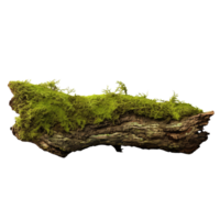 AI generated Green moss on rotten bark tree clip art png