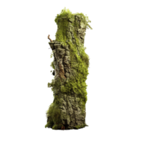 AI generated Green moss on rotten bark tree clip art png