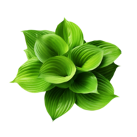 AI generated Green leaves hosta plant bush clip art png